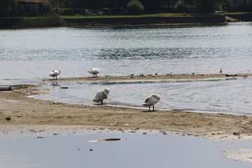 Schwan putzt seine Federn, am Strand von Domaso am Comer See