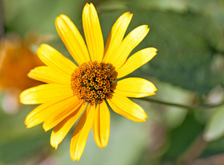Obraz premium a yellow flower in the garden
