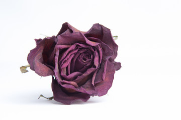 Rose s&eacute;ch&eacute;e