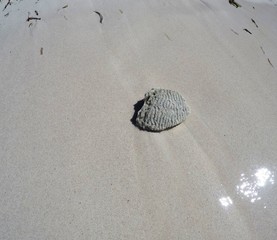 playa isla saona,república dominicana