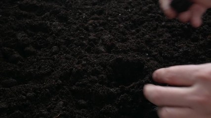 Plant growing on soil with hand watering