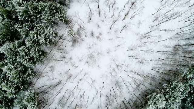 Aerial flight over winter trees