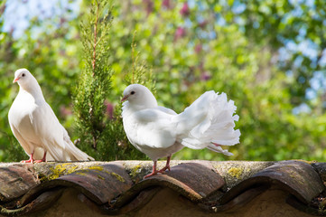 White doves in the garden