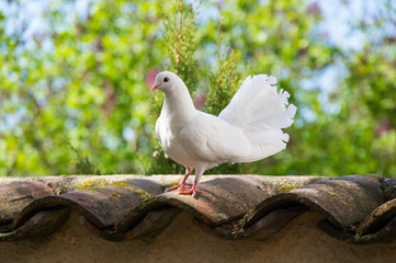 White doves in the garden