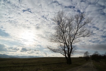  Magic trees and paths in the forest during sunrise and sunset. Slovakia