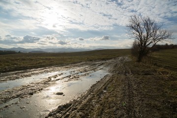 Sunset behind the tree with puddle. Slovakia
