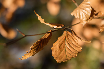 Dry leaves of oak and beech on the branch. Dried leaves on the tree during winter.