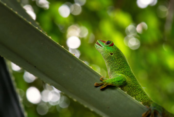 Madagascar Day Gecko - Phelsuma madagascariensis, Madagascar forest. Cute endemic Madagascar lizard.
