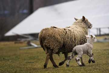 Solar Panel and Sheep