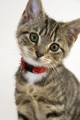 Cute young cat staring wide eyed at the camera