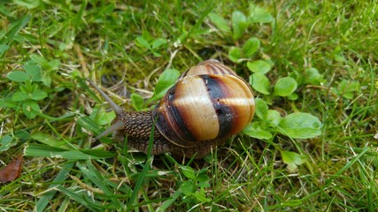 Escargot de Bourgogne
