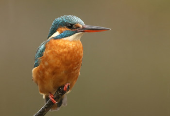 Beautiful kingfisher perched on a branch