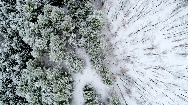 Aerial flight over winter trees