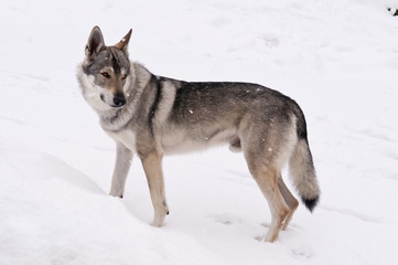 Chien loup tchèque dans la neige