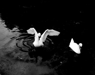 White Swans on Water