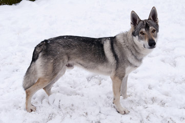 Chien loup tchèque dans la neige