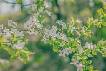 White Cherry Flowers Branch Close Up Spring