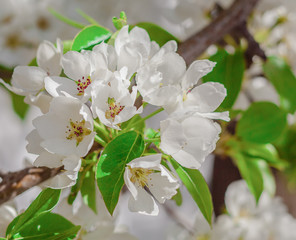 White Apple Flowers Branch Close Up Spring