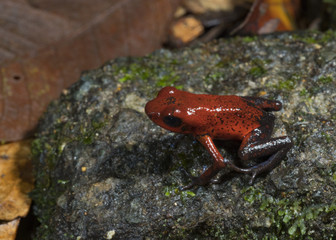 Naklejka premium Strawberry Poison Dart Frog (Oophaga pumilio), Tortuguero National Park, Costa Rica