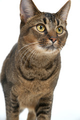 Fototapeta premium Cute wide-eyed part Abyssinian young male cat walking purposefully past the camera