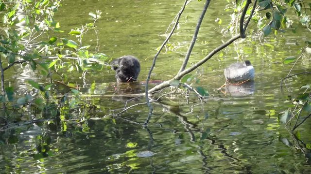 Natatorial birds of Eurasian coot builds nests for the ptets.The Eurasian coot (Fulica atra), also known as the common coot, is a member of the rail and crake bird family Rallidae.