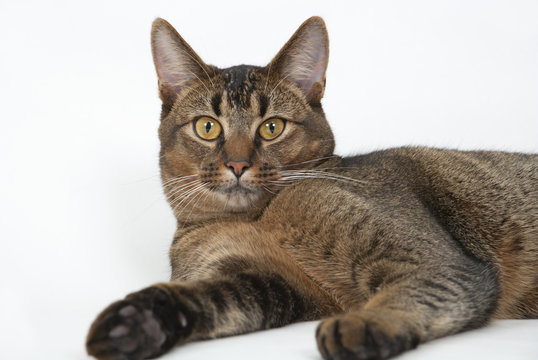 Cute wide-eyed part Abyssinian young male cat watching curiously