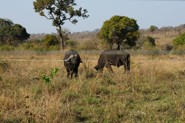 Naklejka na ściany i meble Kruger Nationalpark, Resort Wasserbüffel