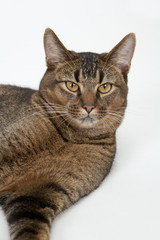Cute wide-eyed part Abyssinian young male cat relaxing