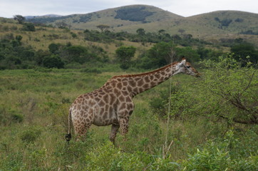 Giraffe im hluhluwe imfolozi park