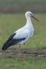 storch