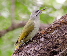 Grey-headed Woodpecker (Picus canus)