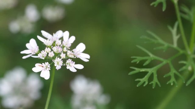coriander flowers are shaking with wind