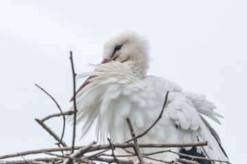 storch im winter