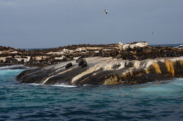 Fototapeta premium Kapstadt: Seehhunde auf Insel