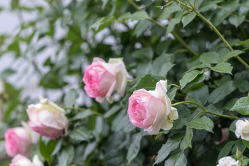 ピンクのツルバラの花