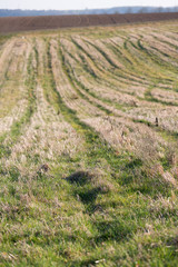 farmland in winter