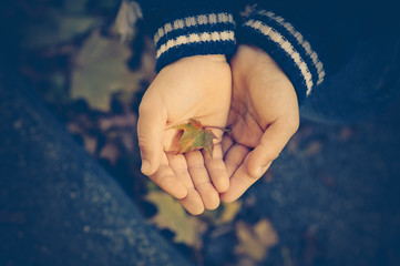 Child holds a small green and red leaf in a tree