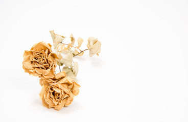 Dried roses on white background, Isolated