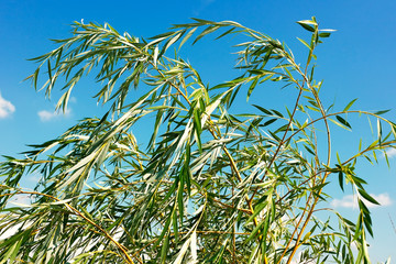 Bent branches from the willow.