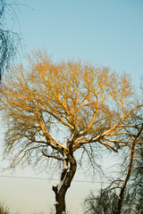 A tree illuminated by the sun in winter.