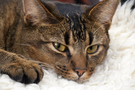 Cute playful wide-eyed part Abyssinian young male cat resting