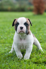 Funny nice red American Bulldog puppy is walking on the grass
