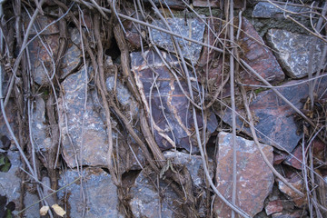 twigs of ivy on a stone wall natural background