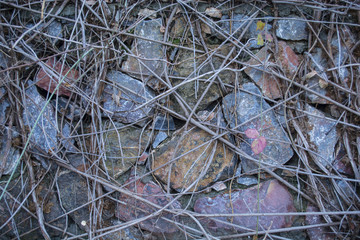 twigs of ivy on a stone wall natural background