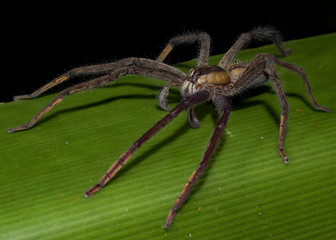 Wolf spider (family Lycosidae), Tortuguero National Park, Costa Rica