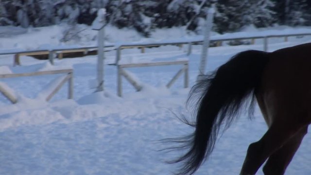 Horse and rider ride fast in the snow - a view of the feet and hooves. Riding a horse in winter. 