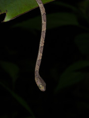 Blunthead tree snake (Imantodes cenchoa), Cahuita, Costa Rica