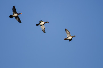 Three Wood Ducks Flying in a Blue Sky