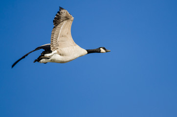 Lone Canada Goose Flying in a Blue Sky