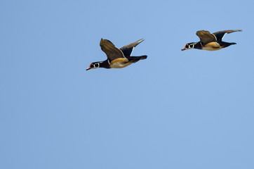 Pair of Wood Ducks Flying in a Blue Sky